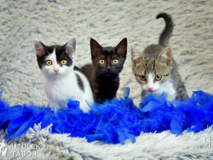 Radek Havlicek-VividFoto.cz