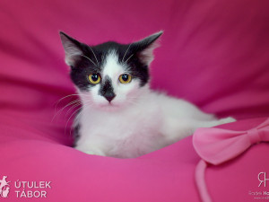 Radek Havlicek-VividFoto.cz