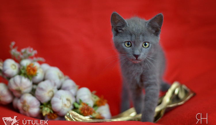 Radek Havlicek-VividFoto.cz