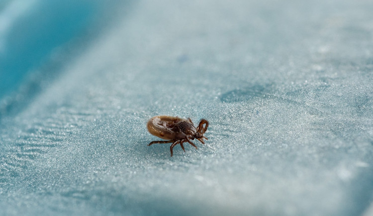 Případů klíšťové encefalitidy je na jihu Čech proti loňsku dvojnásob
