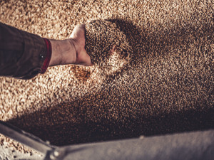 Vznik tmavého ležáku byl v Budvaru tak trochu rebelskou misí. Volali po něm hlavně hospodští