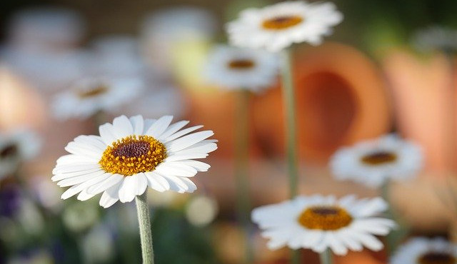 Semily mají první komunitní zahradu, za vznikem stojí nadšenci