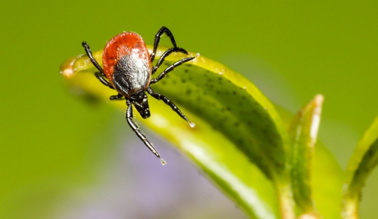 Nárůst onemocnění přenášených klíšťaty zpomalil. I přesto je jejich aktivita vysoká