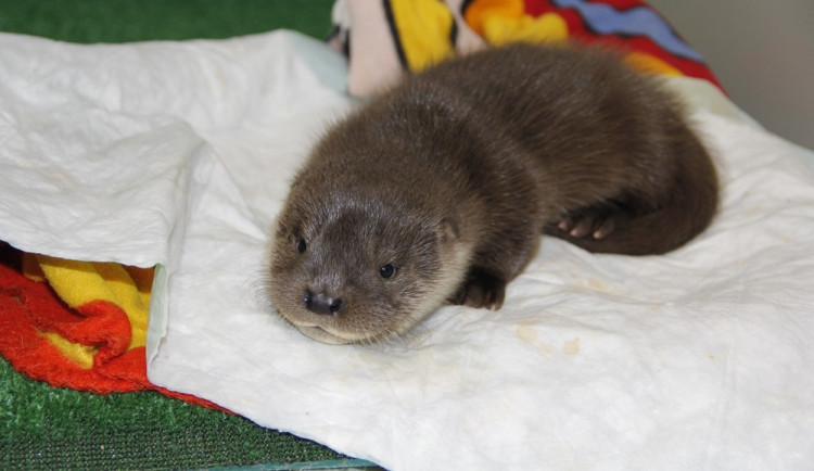 Mládě vydry odnesl proud pod jez. Zachránci ho do zoo odnesli v rybářském podběráku