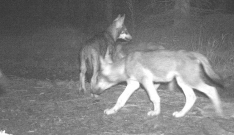 Vlkům se na Šumavě daří. Zoologové potvrzují dvě smečky v příhraničí