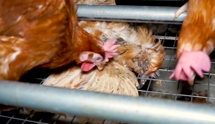Obránci zvířat zveřejnili záběry zubožených slepic na písecké farmě. Živé nosnice klovou do mrtvé.