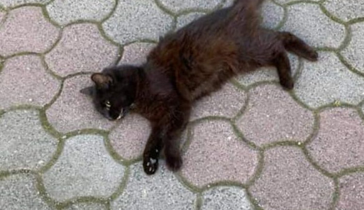 Obvinila majitelku sražené kočky z týrání. Nařknutí prověřuje policie i veterináři