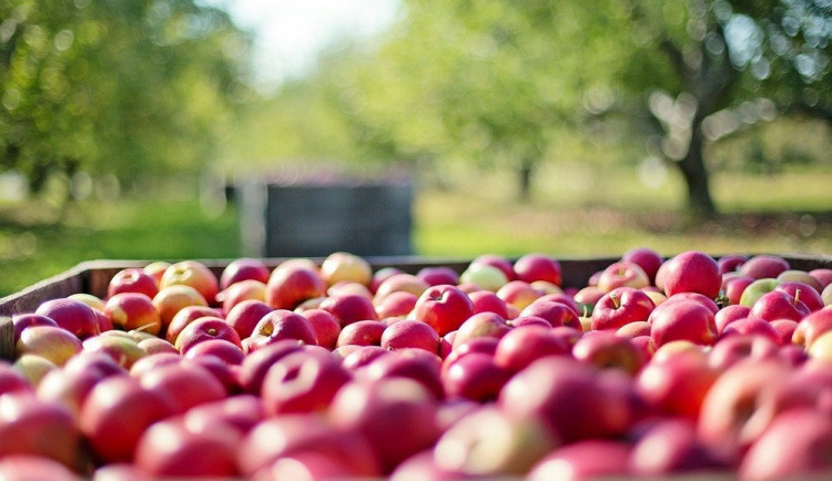 Cena jablek stoupla meziročně o skoro 70 procent. Nová sklizeň by ji měla snížit
