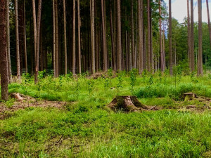 Na všech stromech mi záleží a ani covid mě nezastaví, říká zakladatel iniciativy Obnovme jihočeské lesy Libor Moravec