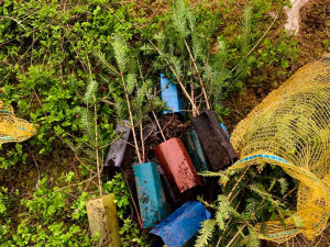 Na všech stromech mi záleží a ani covid mě nezastaví, říká zakladatel iniciativy Obnovme jihočeské lesy Libor Moravec