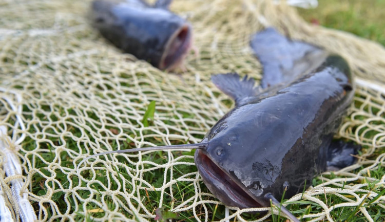 Panská ulice bude patřit rybám