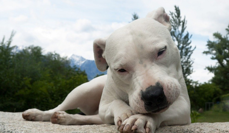 Argentinská doga pokousala dva muže. Majitelka zvířete je trestně stíhána