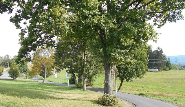Ve Vesci probíhá kácení aleje, staré javory nahradí nové