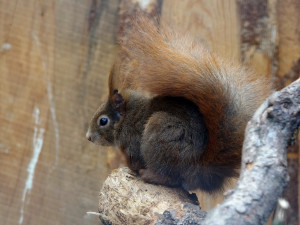 Kam vyrazit? Zoo Hluboká zve na Den zvířat