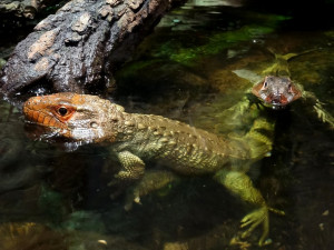 Kam vyrazit? Zoo Hluboká zve na Den zvířat