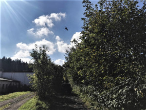 Na Šumavě už několik dní pátrají po ztraceném seniorovi.