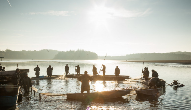 Začal výlov rybníka Rožmberk, lidé smí jen na hráz