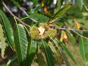 České Budějovice objektivem Milana Bindera a perem Martina Maršíka: kaštany nejsou jen na ozdobu