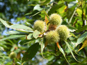 České Budějovice objektivem Milana Bindera a perem Martina Maršíka: kaštany nejsou jen na ozdobu