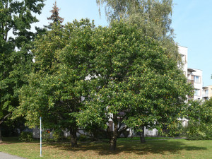 České Budějovice objektivem Milana Bindera a perem Martina Maršíka: kaštany nejsou jen na ozdobu