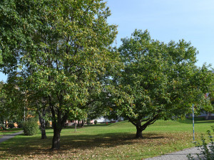České Budějovice objektivem Milana Bindera a perem Martina Maršíka: kaštany nejsou jen na ozdobu