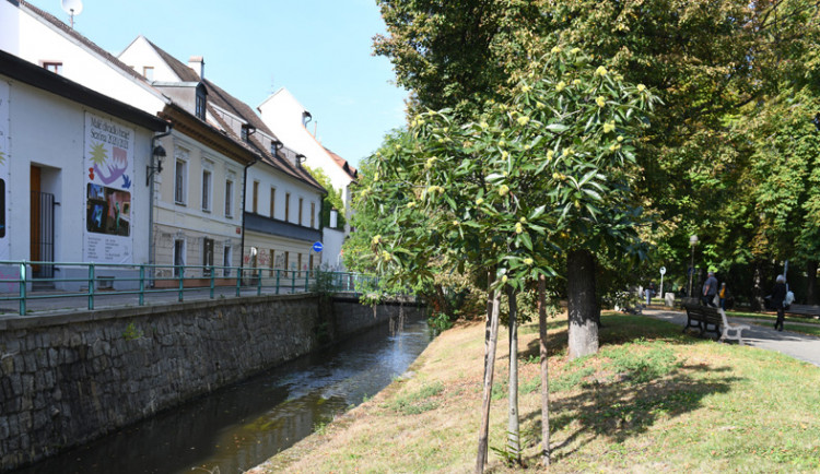 České Budějovice objektivem Milana Bindera a perem Martina Maršíka: kaštany nejsou jen na ozdobu