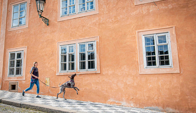 Život ve zdravotnictví vyměnila za běhání se psy