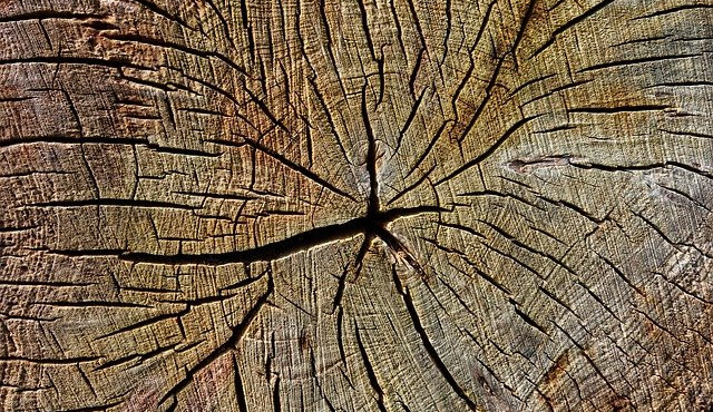 V Jablonci půjdou kvůli špatnému stavu k zemi vzrostlé jedlovce i lípa