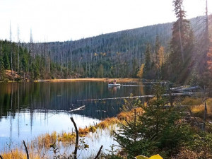 Šumava slaví. Po padesáti letech se do tamního jezera vrátili pstruzi