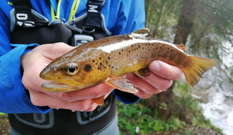 Šumava slaví. Po padesáti letech se do tamního jezera vrátili pstruzi