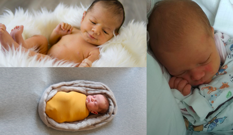 SOUTĚŽ: Hlasujte pro drbňátko října