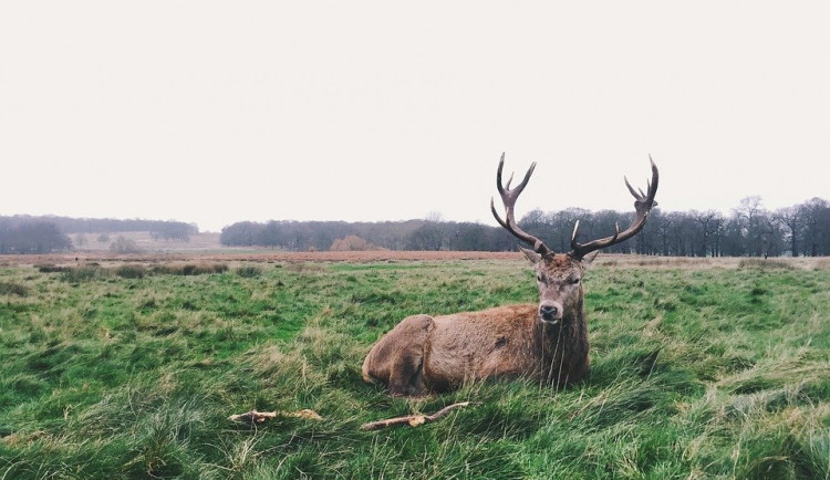 Myslivec přišel při honu o kulovnici. Sebral mu ji jelen