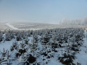 Nevíte kde pořídit vánoční stromek? Prodej u Lesů města Písku je již tradicí