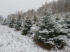 Nevíte kde pořídit vánoční stromek? Prodej u Lesů města Písku je již tradicí