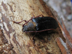 Odborníci slaví, na Šumavě nečekaně objevili další dva vymizelé druhy brouků