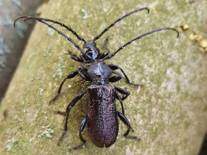 Odborníci slaví, na Šumavě nečekaně objevili další dva vymizelé druhy brouků