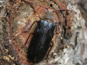 Odborníci slaví, na Šumavě nečekaně objevili další dva vymizelé druhy brouků