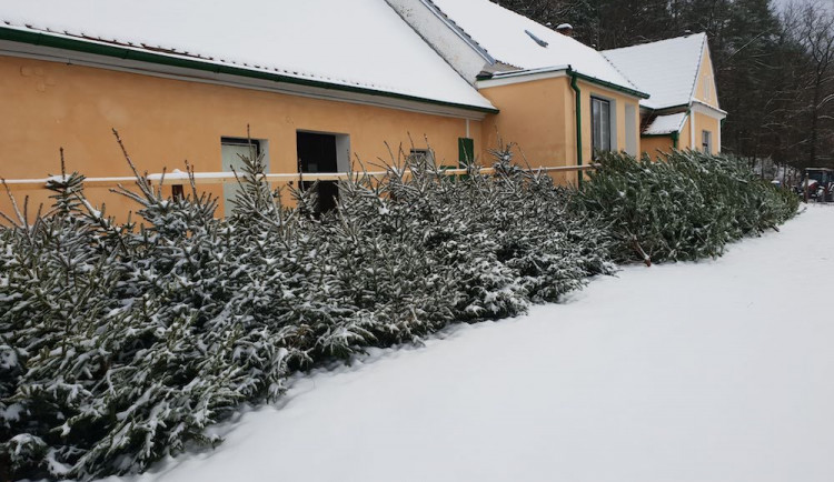 Nevíte kde pořídit vánoční stromek? Prodej u Lesů města Písku je již tradicí