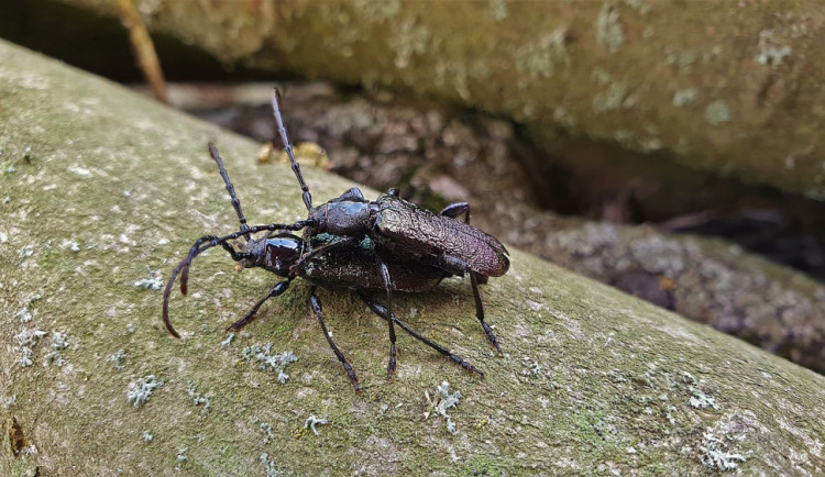 Odborníci slaví, na Šumavě nečekaně objevili další dva vymizelé druhy brouků