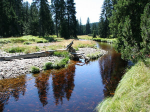 Příroda nejde naplánovat, říká ředitel Národního parku Šumava