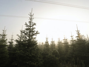 Vysněný vánoční stromek? Známý pěstitel ze Žďáru bude letos prodávat v Českých Budějovicích, Písku a Benešově