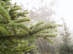 Vysněný vánoční stromek? Známý pěstitel ze Žďáru bude letos prodávat v Českých Budějovicích, Písku a Benešově