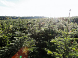 Vysněný vánoční stromek? Známý pěstitel ze Žďáru bude letos prodávat v Českých Budějovicích, Písku a Benešově