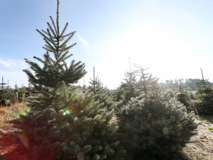 Vysněný vánoční stromek? Známý pěstitel ze Žďáru bude letos prodávat v Českých Budějovicích, Písku a Benešově