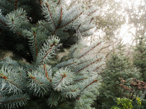 Vysněný vánoční stromek? Známý pěstitel ze Žďáru bude letos prodávat v Českých Budějovicích, Písku a Benešově