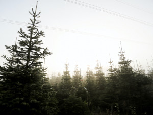 Vysněný vánoční stromek? Známý pěstitel ze Žďáru bude letos prodávat v Českých Budějovicích, Písku a Benešově