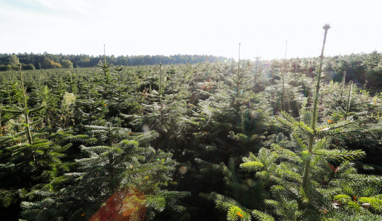 Vysněný vánoční stromek? Známý pěstitel ze Žďáru bude letos prodávat v Českých Budějovicích, Písku a Benešově