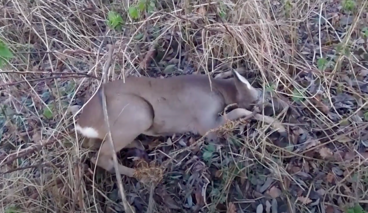 Pejskař si všiml srnce zamotaného v provazu. Rychlý zásah strážníků natočil na kameru.