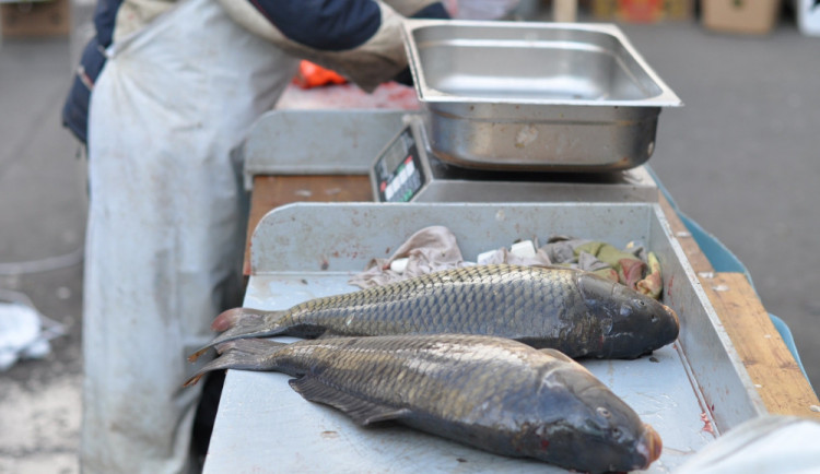 Prodejci vánočních kaprů mají nejvyšší čas nahlásit, kde budou mít letos stánky