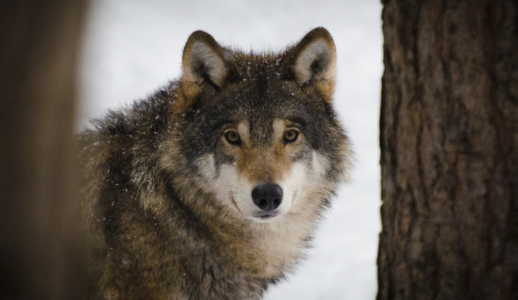Na Šumavě odchytili divokého vlka a dali mu sledovací obojek. Zvíře „lovili“ měsíce